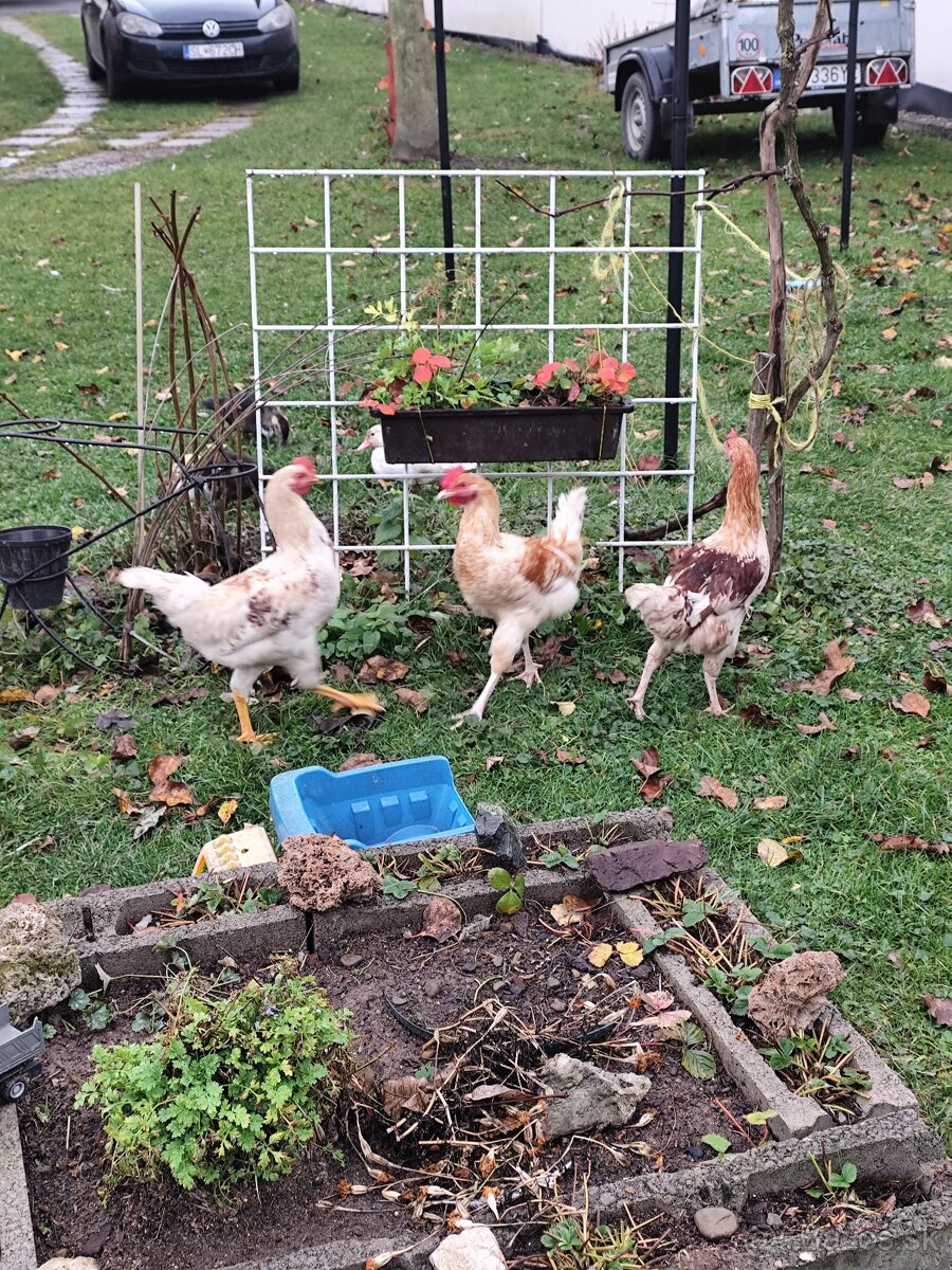 Predám mladé kohúty - 3