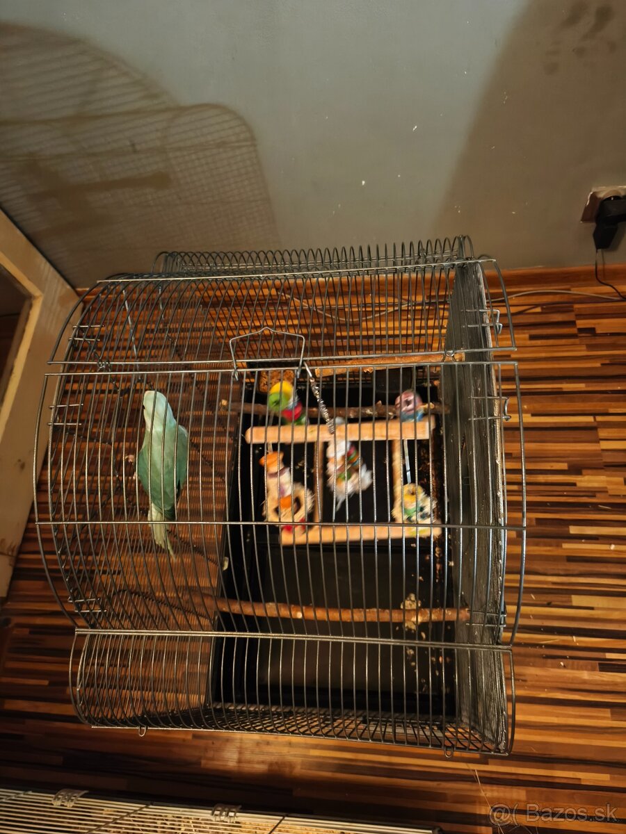 Alexander malý aj s veľkou klietkou - 3