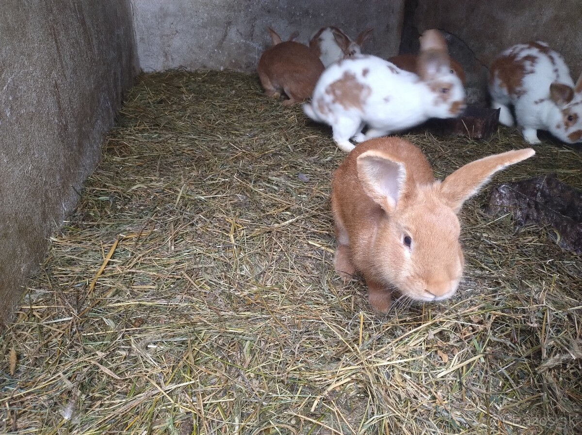 Zajac , králik - 3