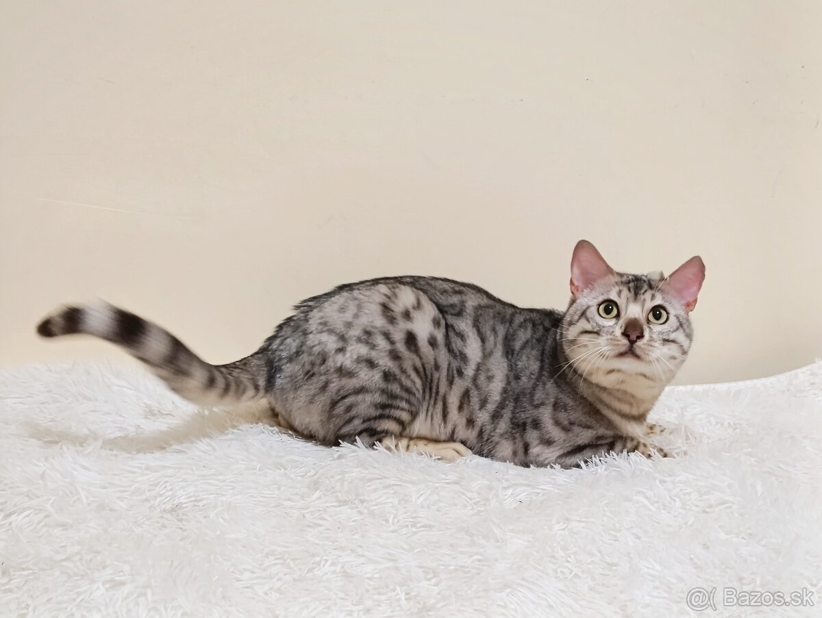 Na predaj strieborná bengálska mačka. - 3