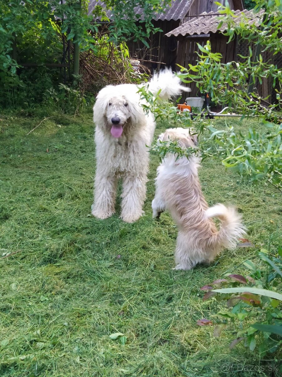 KOMONDOR ŠTENIATKA - 3