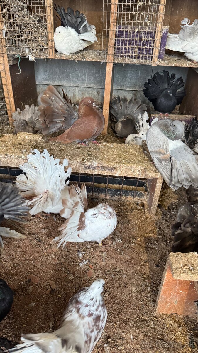 Holuby - Páviky - 3