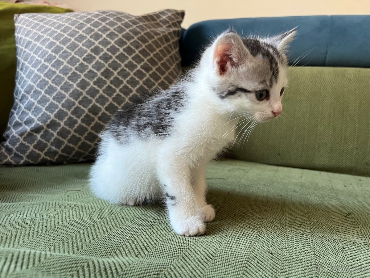 Darujem mačiatka - 3