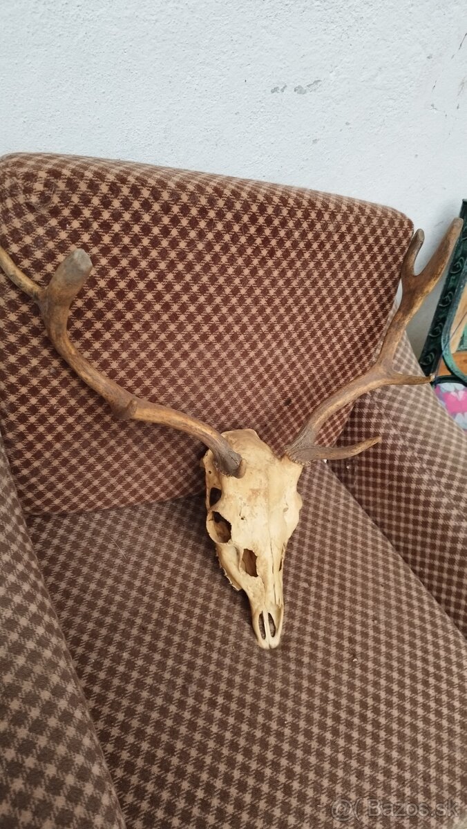 Predám trofej Daniela parožie zhody trofeje. - 3