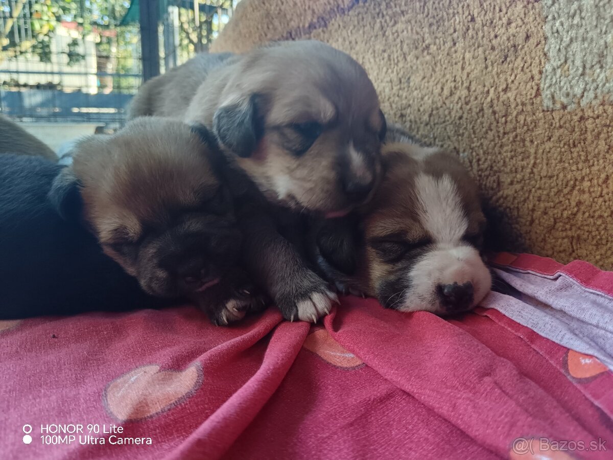 Šteniatka - mama Bernský salašnícky pes - 3