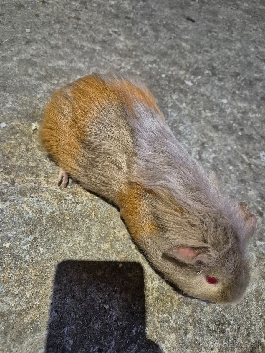 Mosrké prasiatko+voliéra - 3