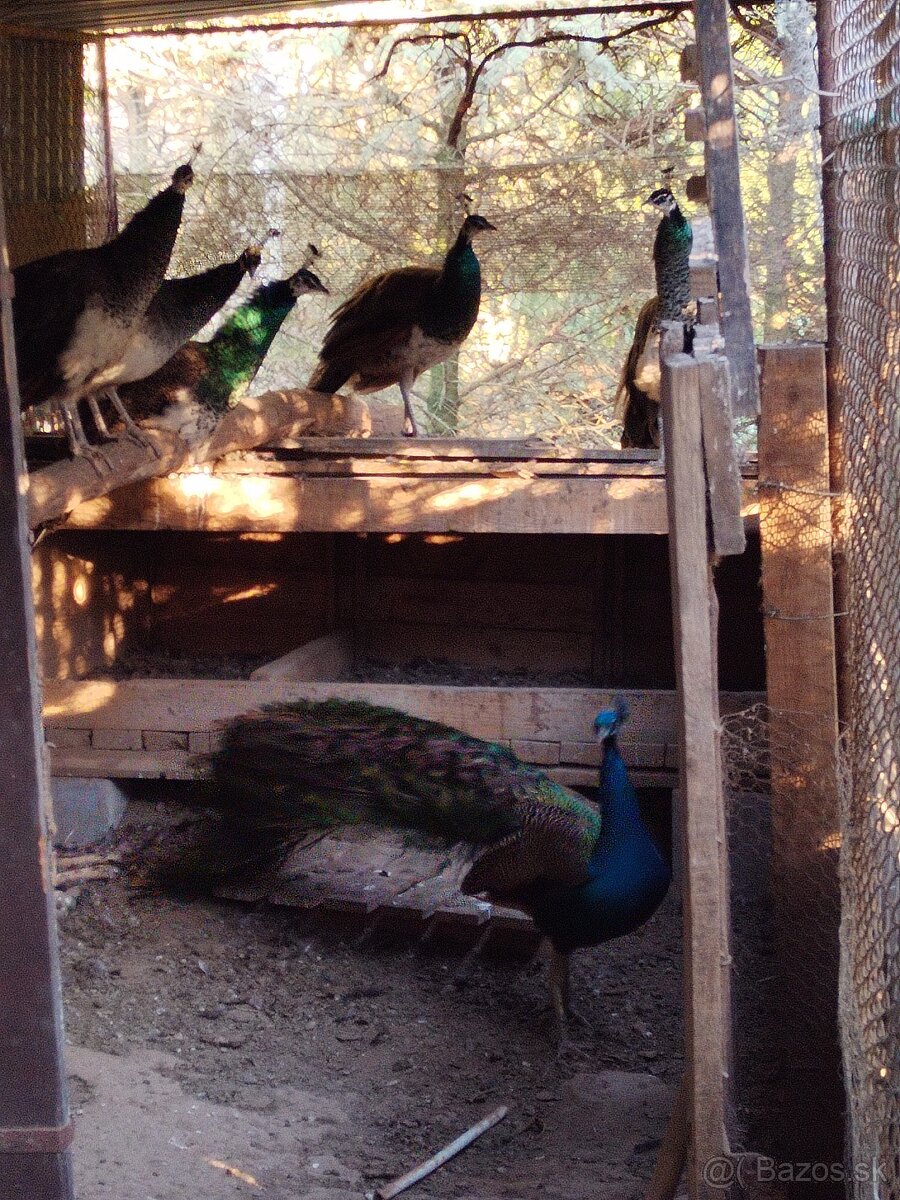 Predaj pávov - 3