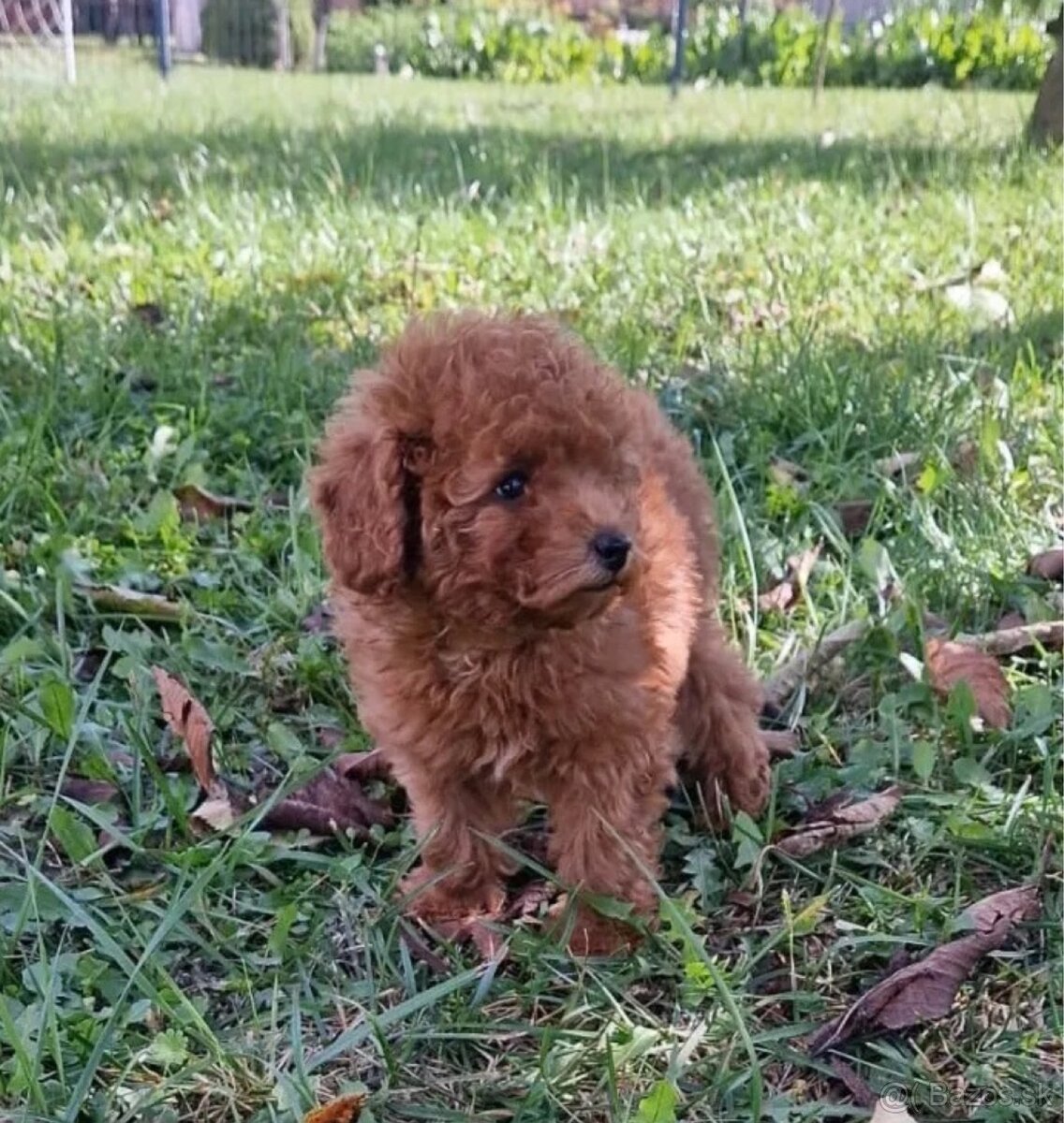 Pudel red , pudlik - 3