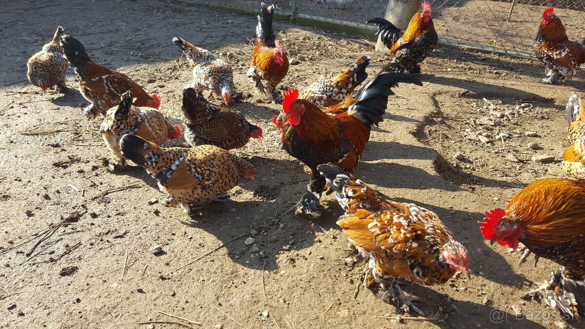 Kohút liliputky - 3