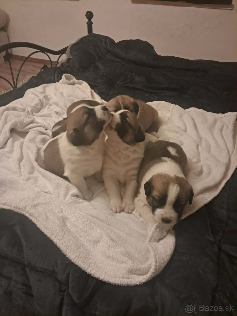 Darujem šteniatka - 3