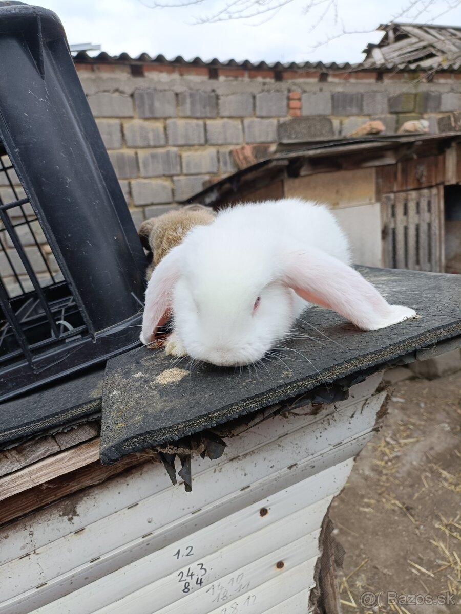 Králiky - 3