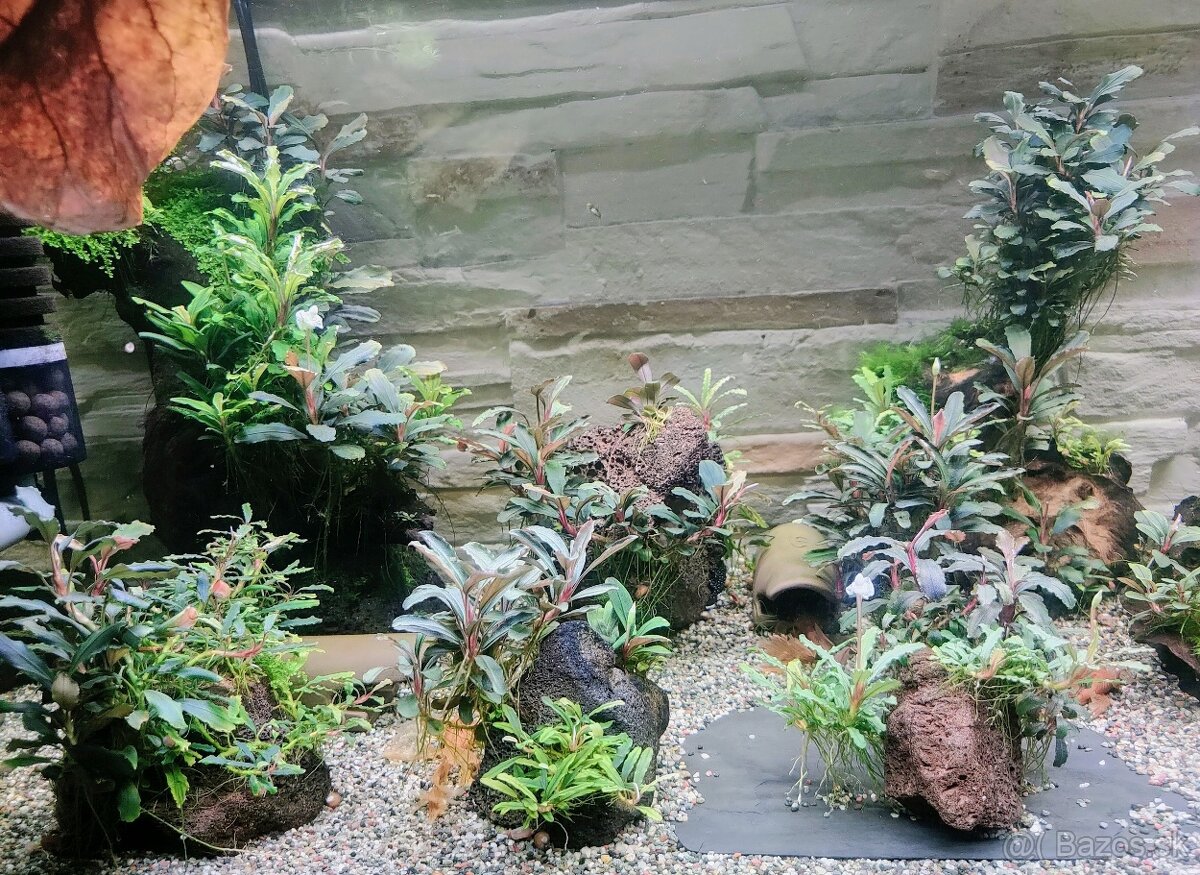 Predám rastlinky Bucephalandra - 3