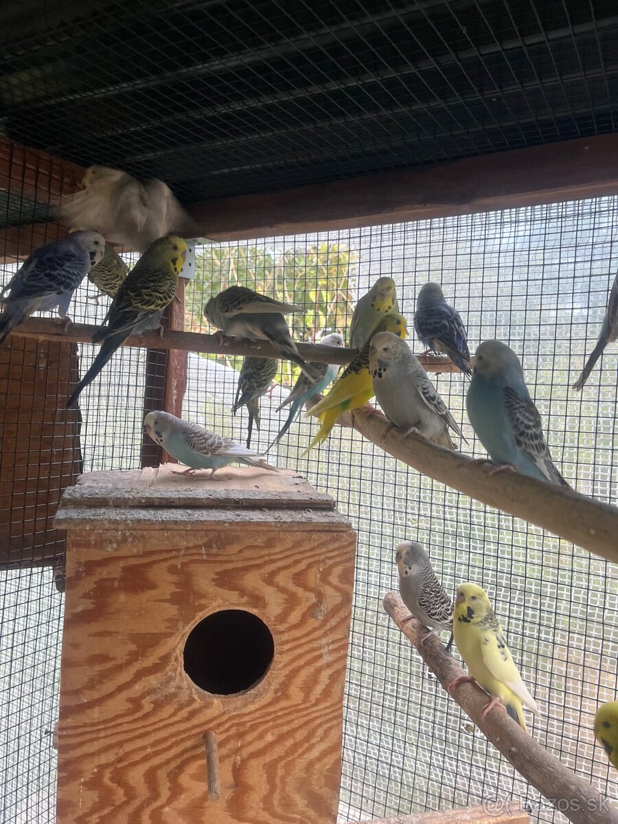 Andulky z volieri - 3