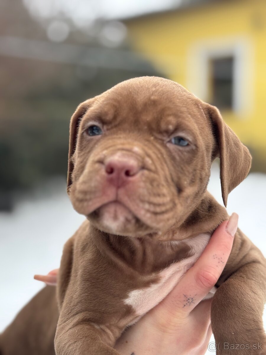 American bully xl - 3