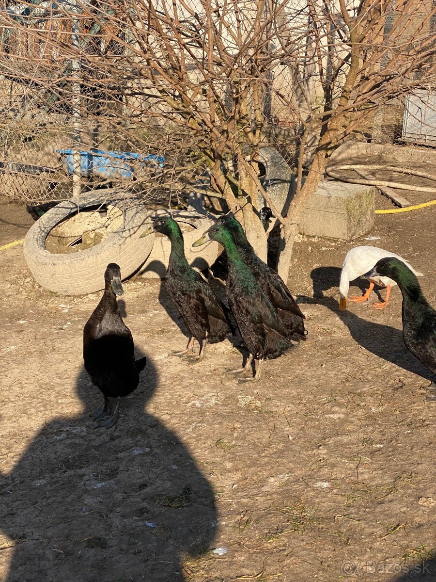 Predám káčerov IB - 3