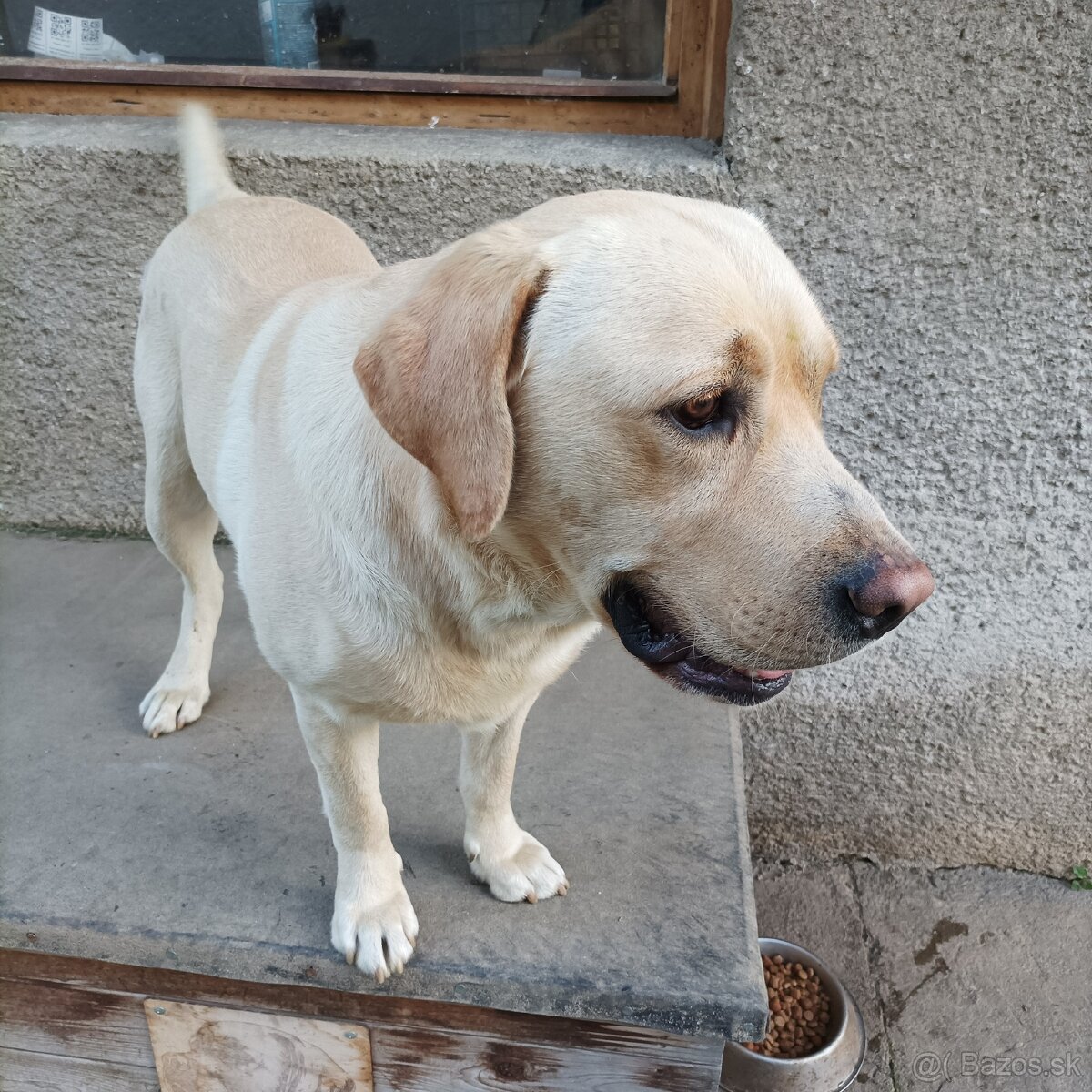 Labrador na krytie - 3