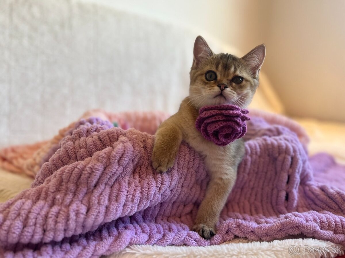 Scottish Straight v zlatej farbe - 3