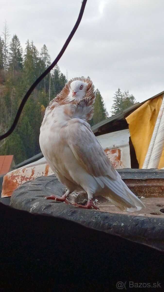 Predám holuby kapucíny - 3