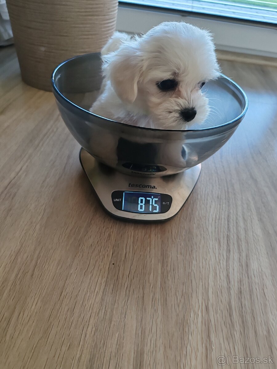 Maltezák šteniatko - 3
