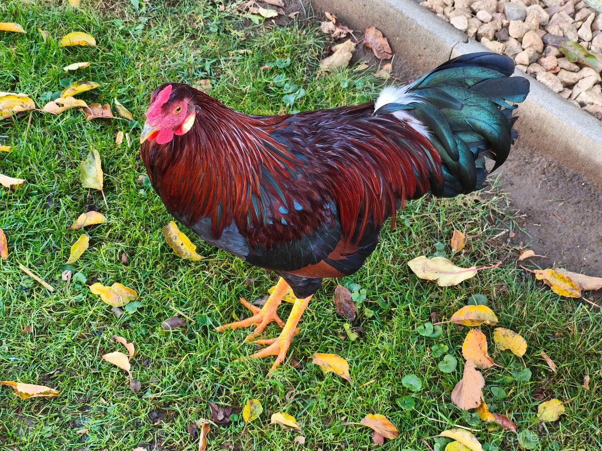 Ponúkam na predaj kohútika na ďalší chov - 3