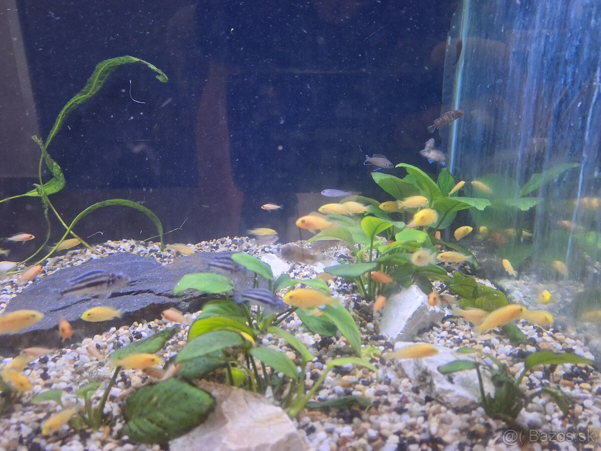 Africké cichlidy a rastlinky - 3