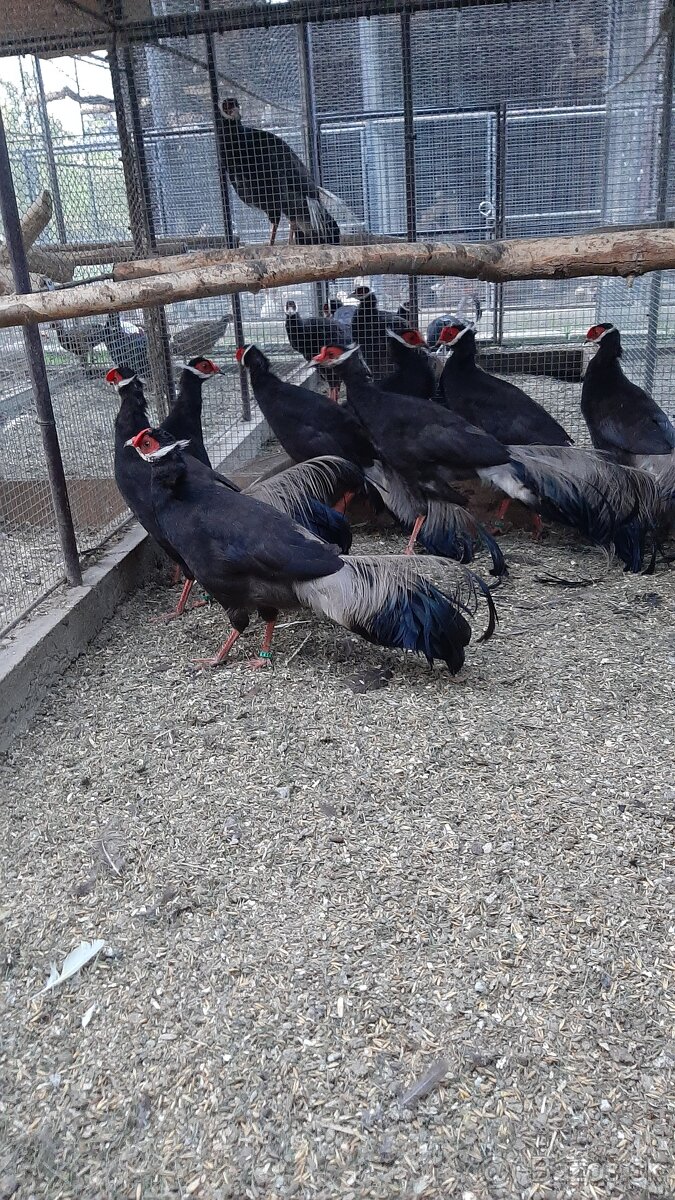 Bažanty usaty hnedy - 3