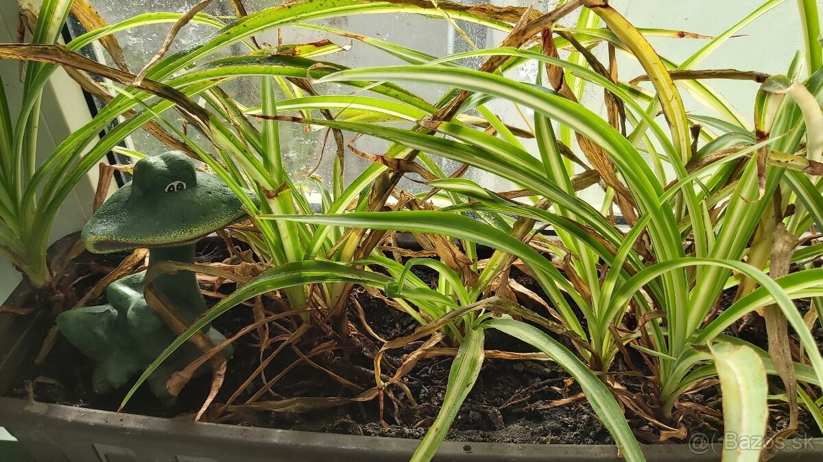 Izbove rastliny - kvety - 3