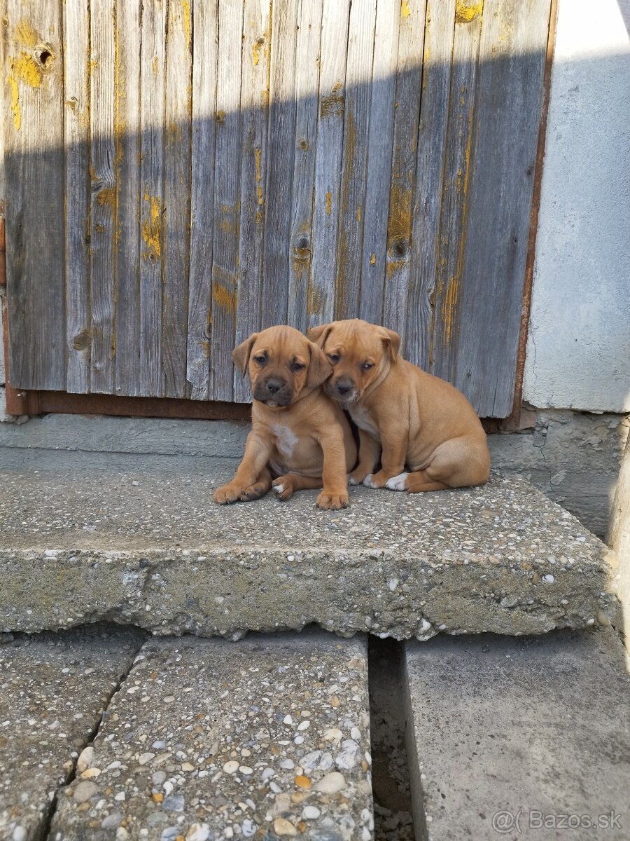 Americký stafordšírsky teriér - 3