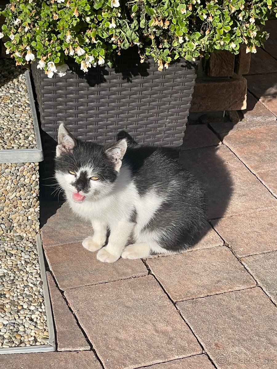 Darujem čiernobiele mačiatko - 3