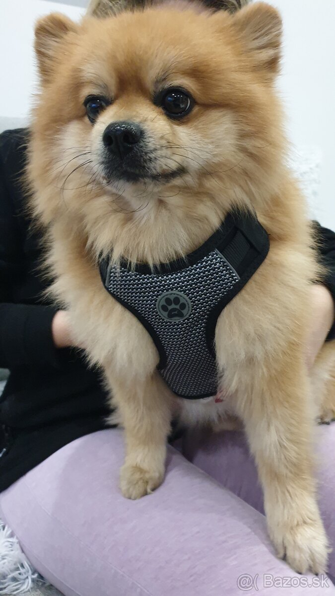 Pomeranian na krytie - 3