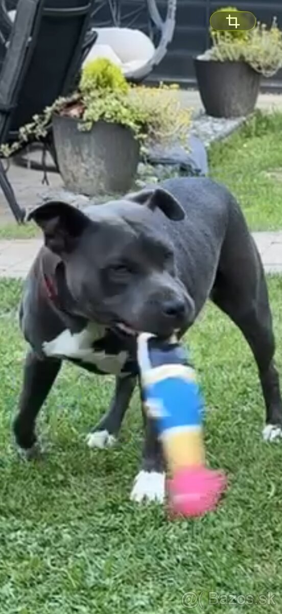 Americký stafordšírsky teriér - 3