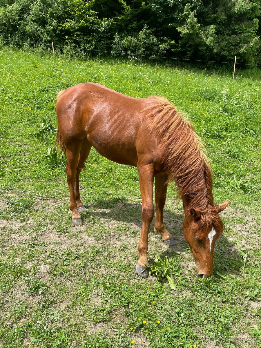 Predám kobylu - 3