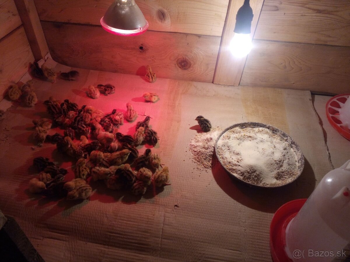 japonské prepelice - 3