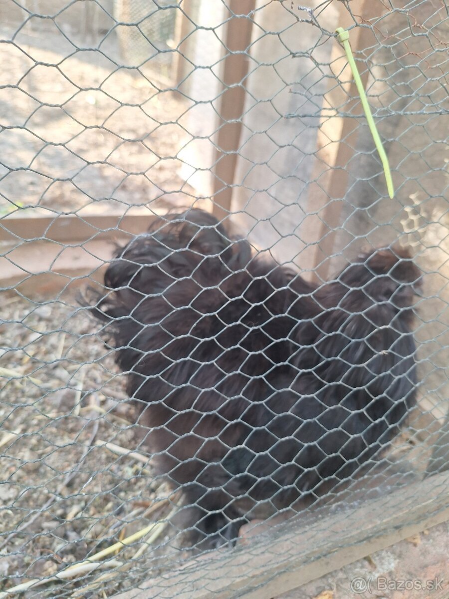 Kohút hodvábnica - 3