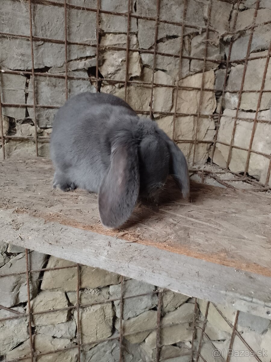 Predám králiky - 3