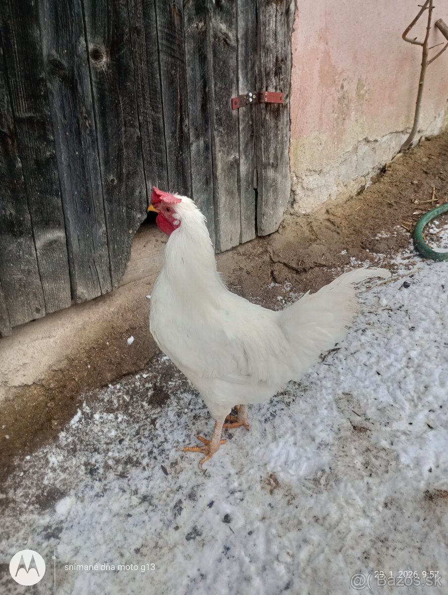 Kohút 🐓 - 3