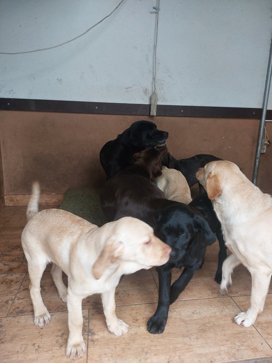 Šteniatka čistokrvného labradora - 3