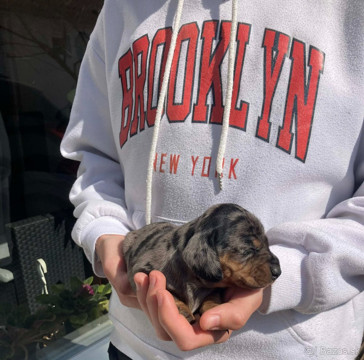 Jazveciky na predaj - 3