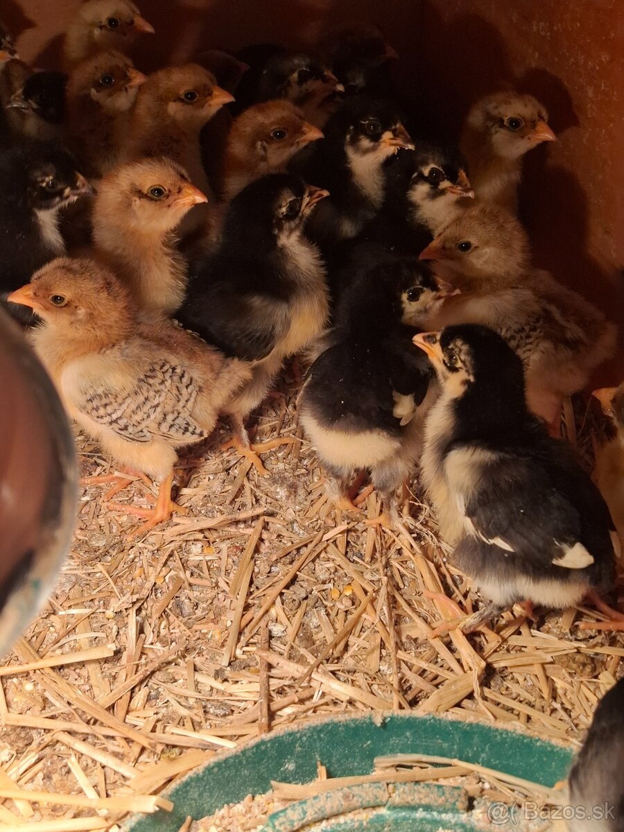 Kuriatka marans,vlaška, Domáci mix - 3