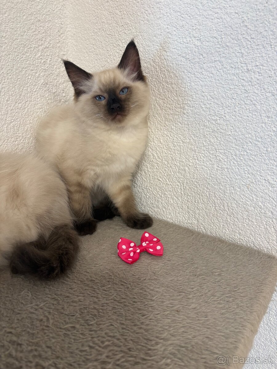Ragdoll mačiatka - 3