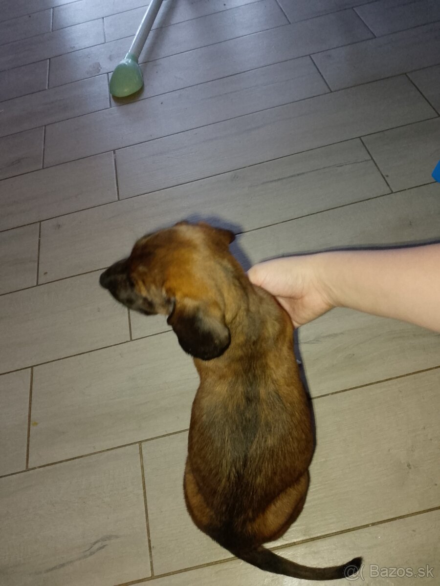 Bavorský farbiar - 3