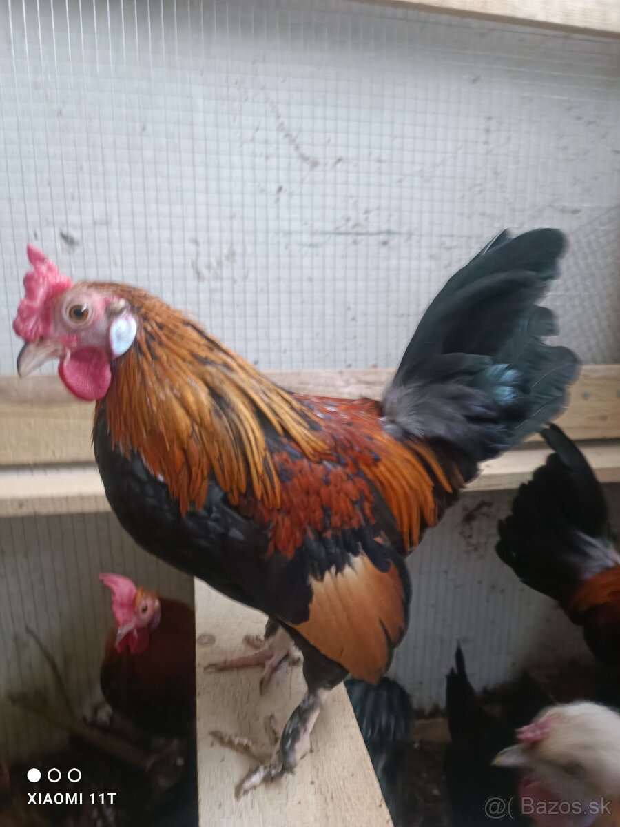 Kohútik liliputky - 3