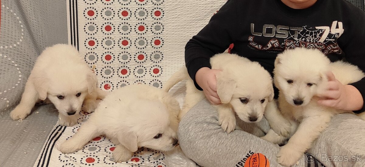 Predám šteniatka slovenského Čuvača - 3