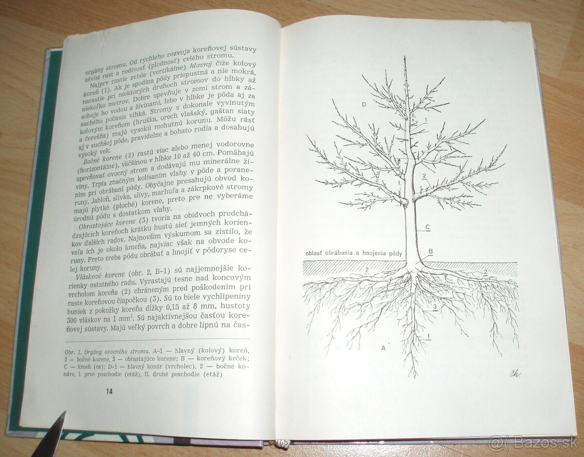 Rez a tvarovanie ovocných drevín - 3