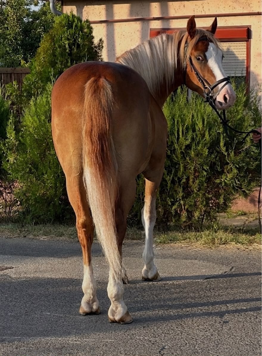 Pokojný haflingský valach - 3