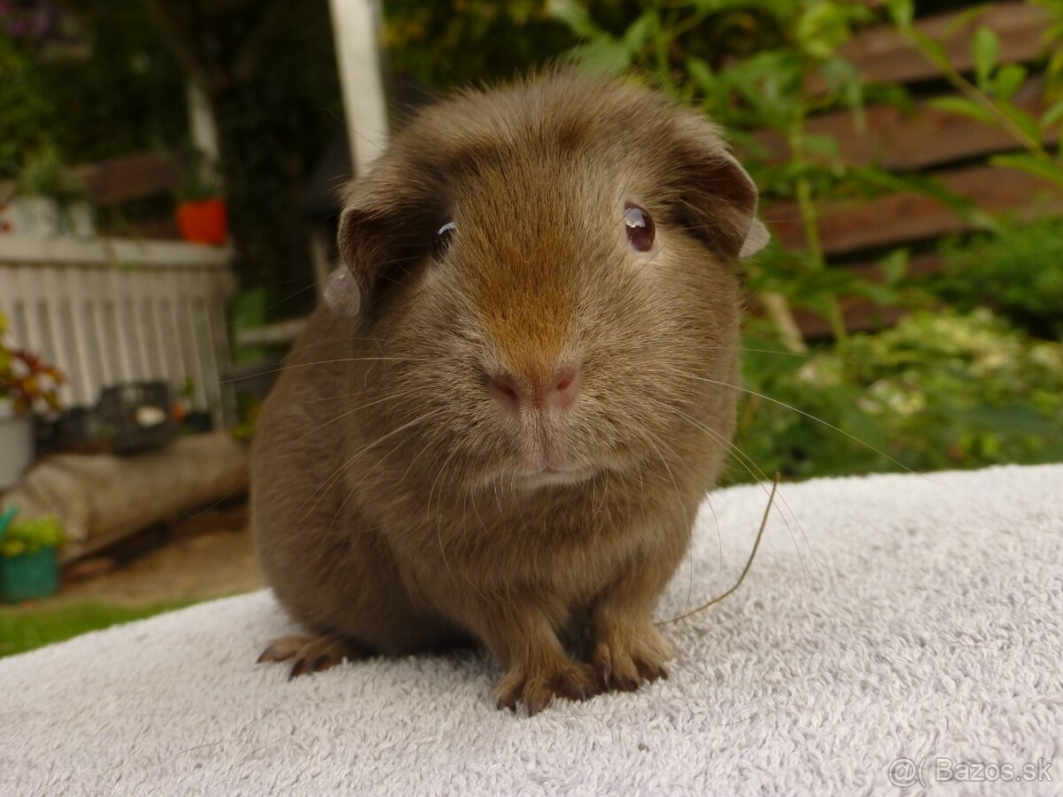 Morčiatka s rodokmeňom - 3