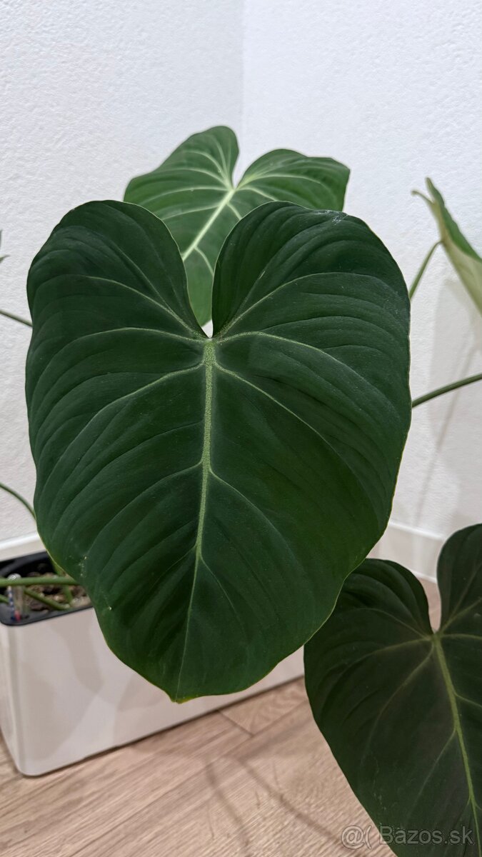 Philodendron Gloriosum - 3