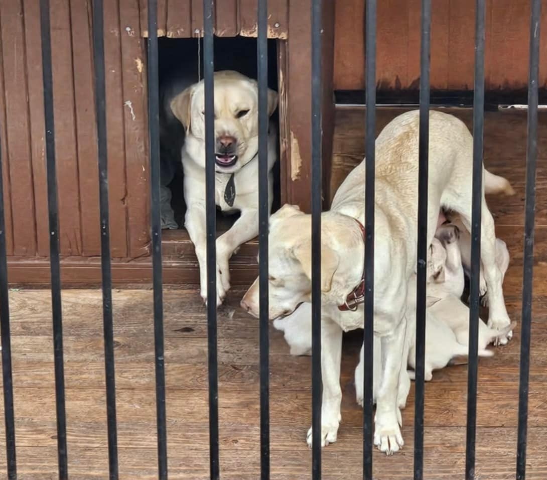 Labrador šteniatka - 3