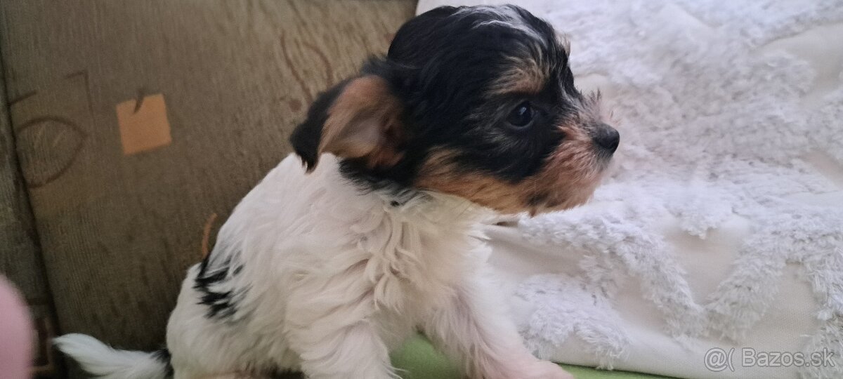 Yorkshire terier biewer - 3