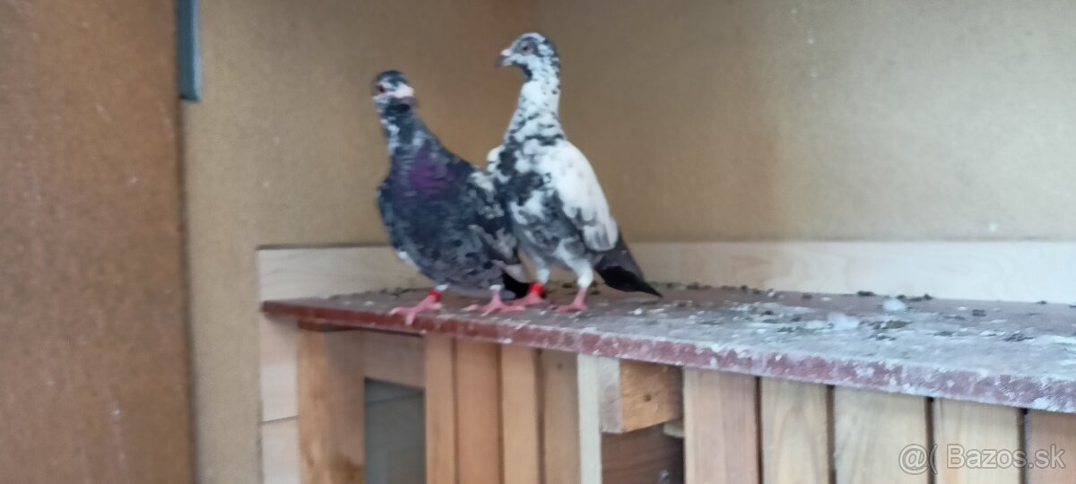 Poštové holuby - 3